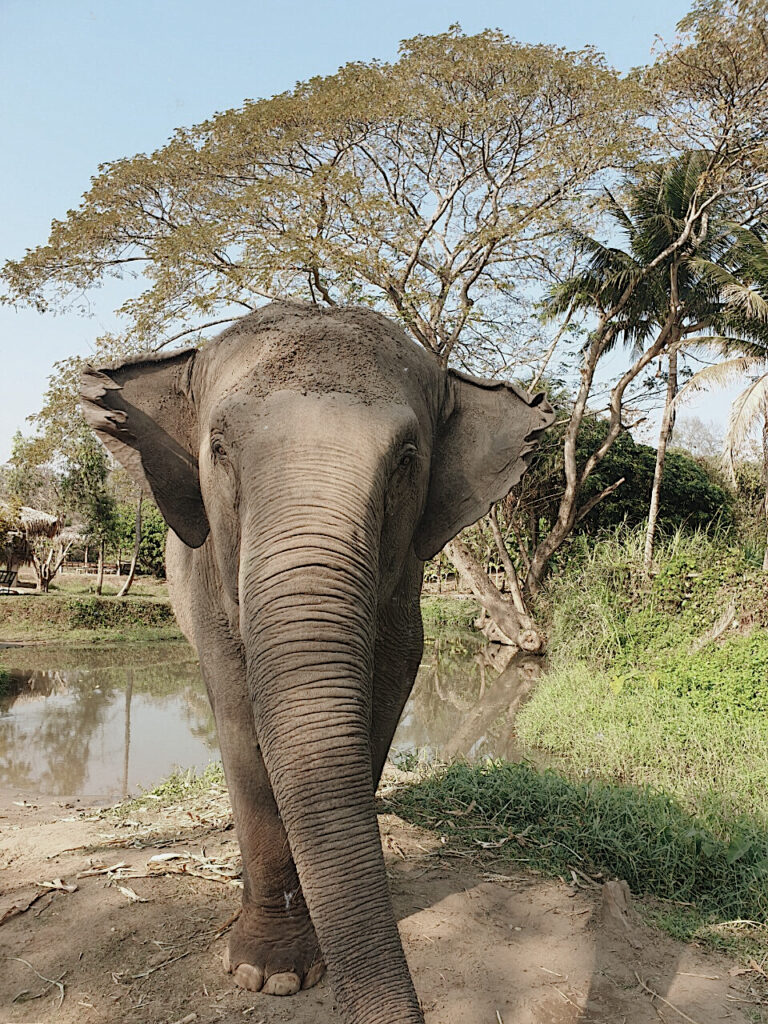 elephant in Chiang Mai, Thailand