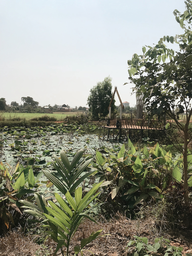 lotus farm in Cambodia 