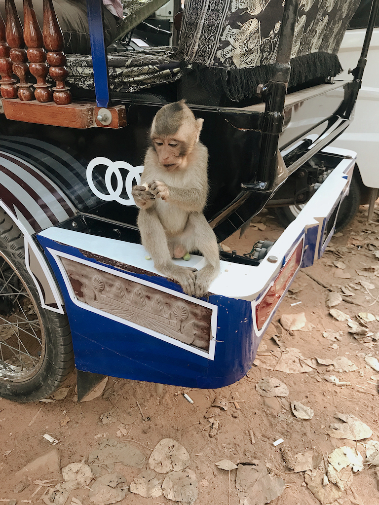 monkeys in Siem Reap cambodia