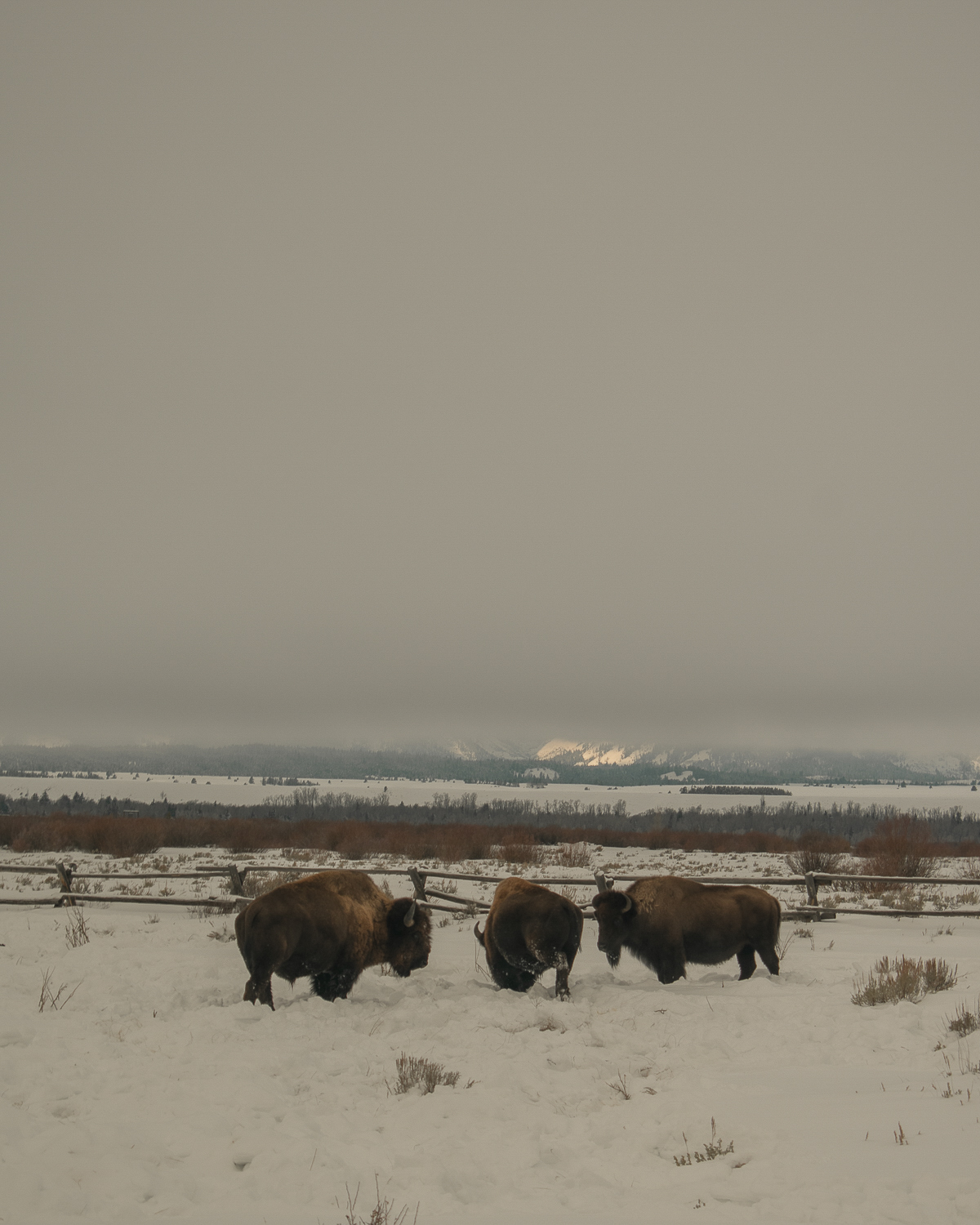 how cold is jackson hole in the winter