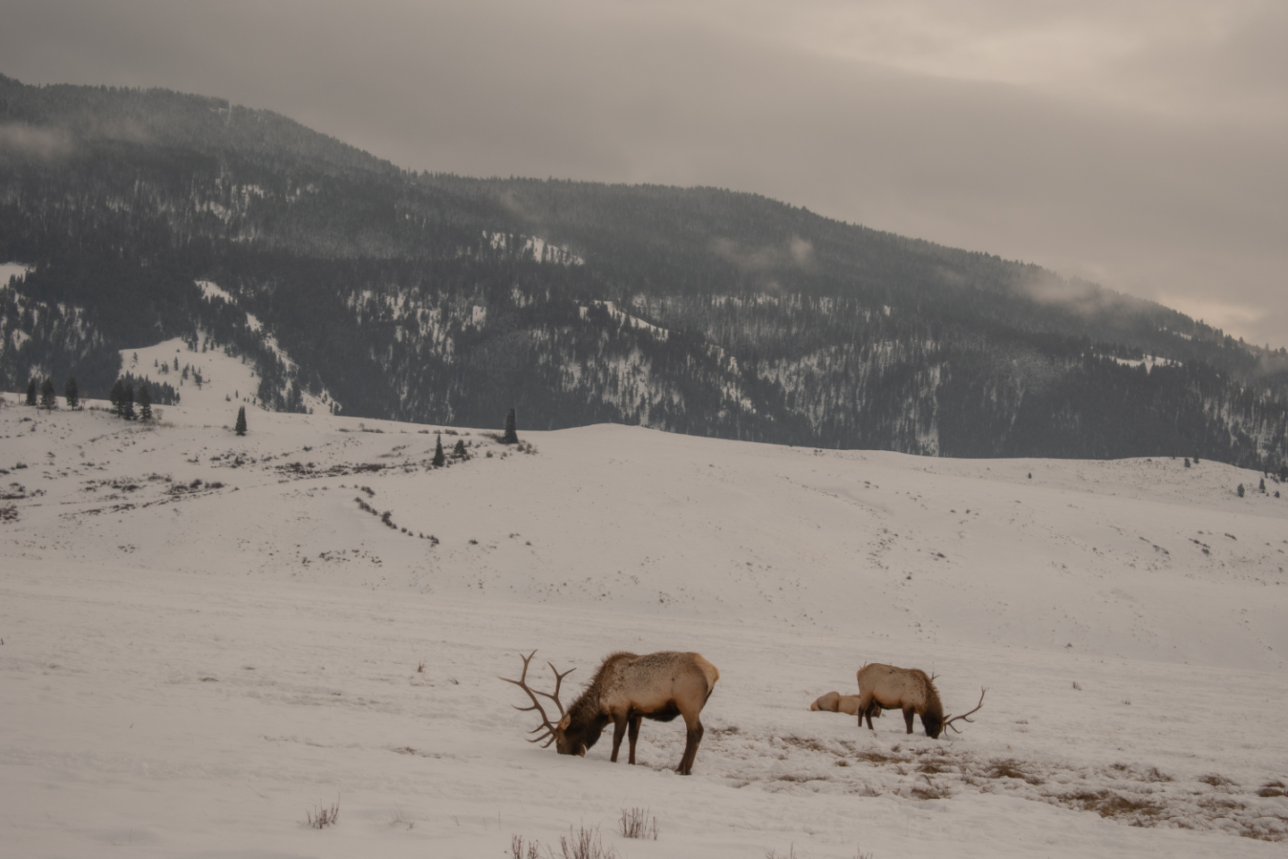 jackson hole in the winter