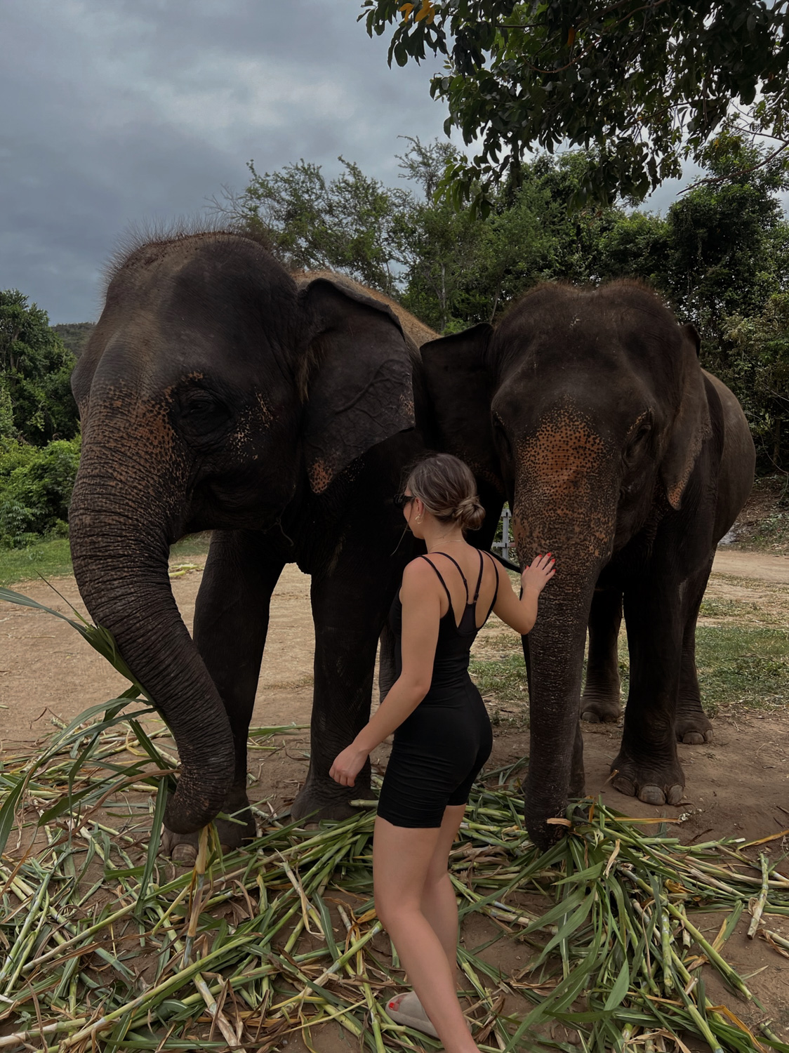 best elephant sanctuary tour from bangkok