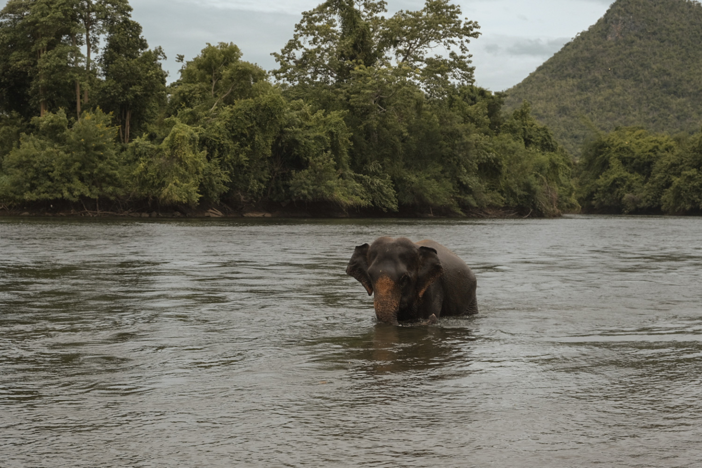 elephant tours from bangkok