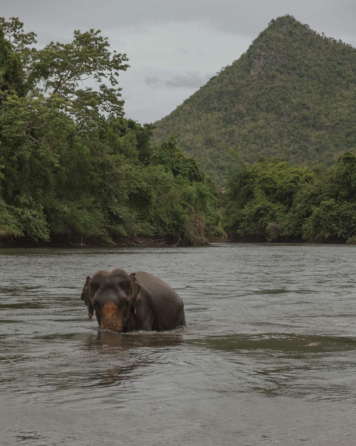 elephant tours from bangkok