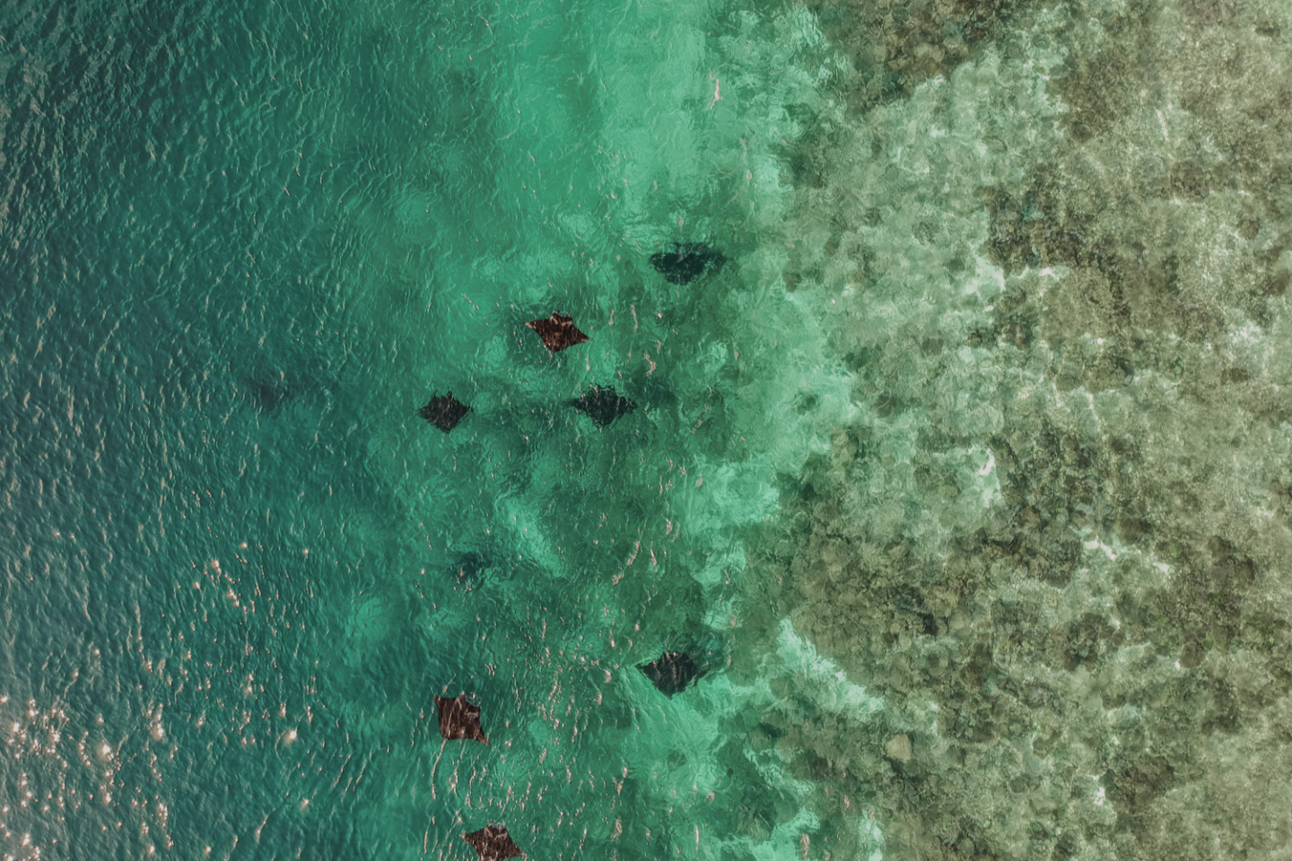 snorkeling with the manta rays kona