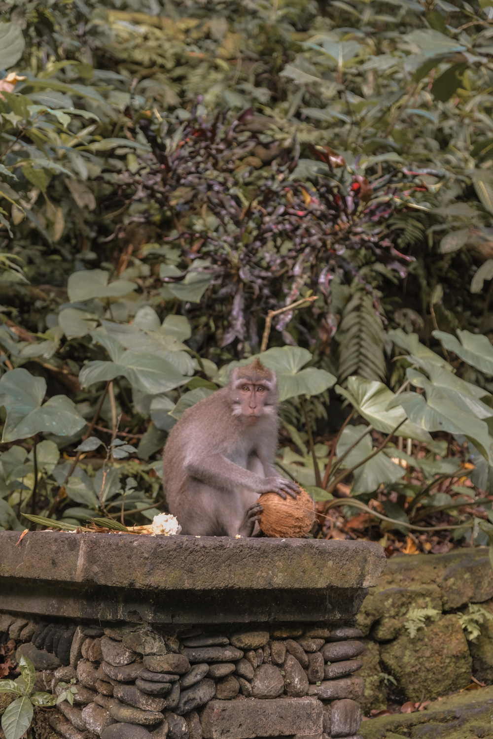 ubud itinerary 1 day