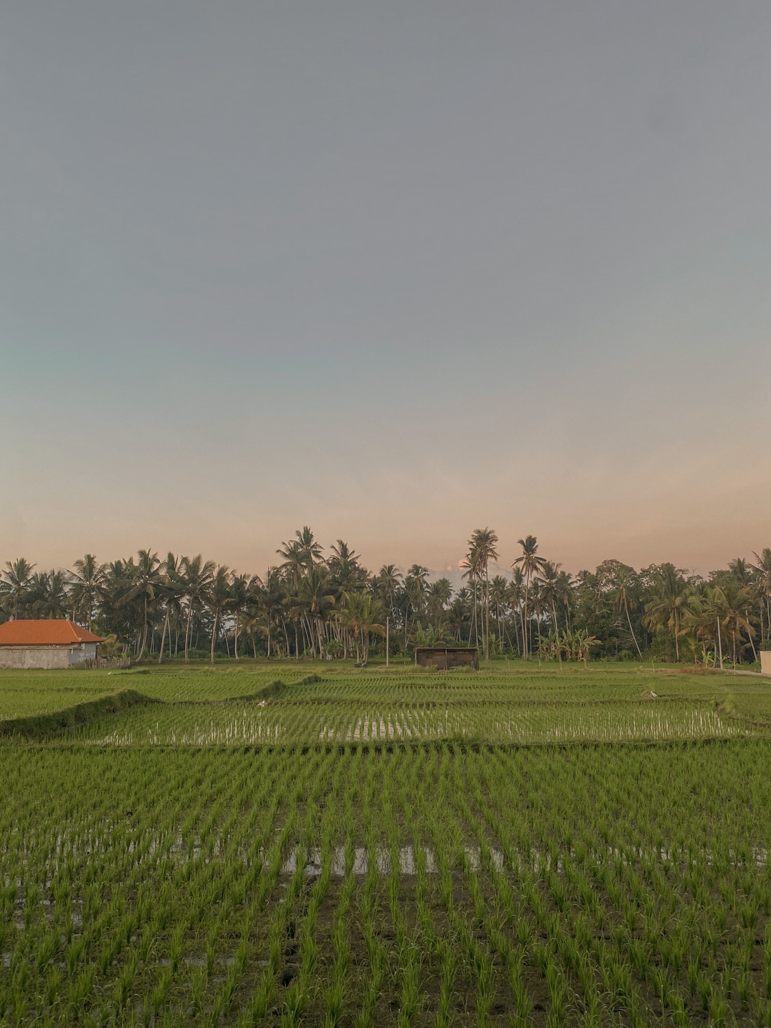 ubud tour itinerary