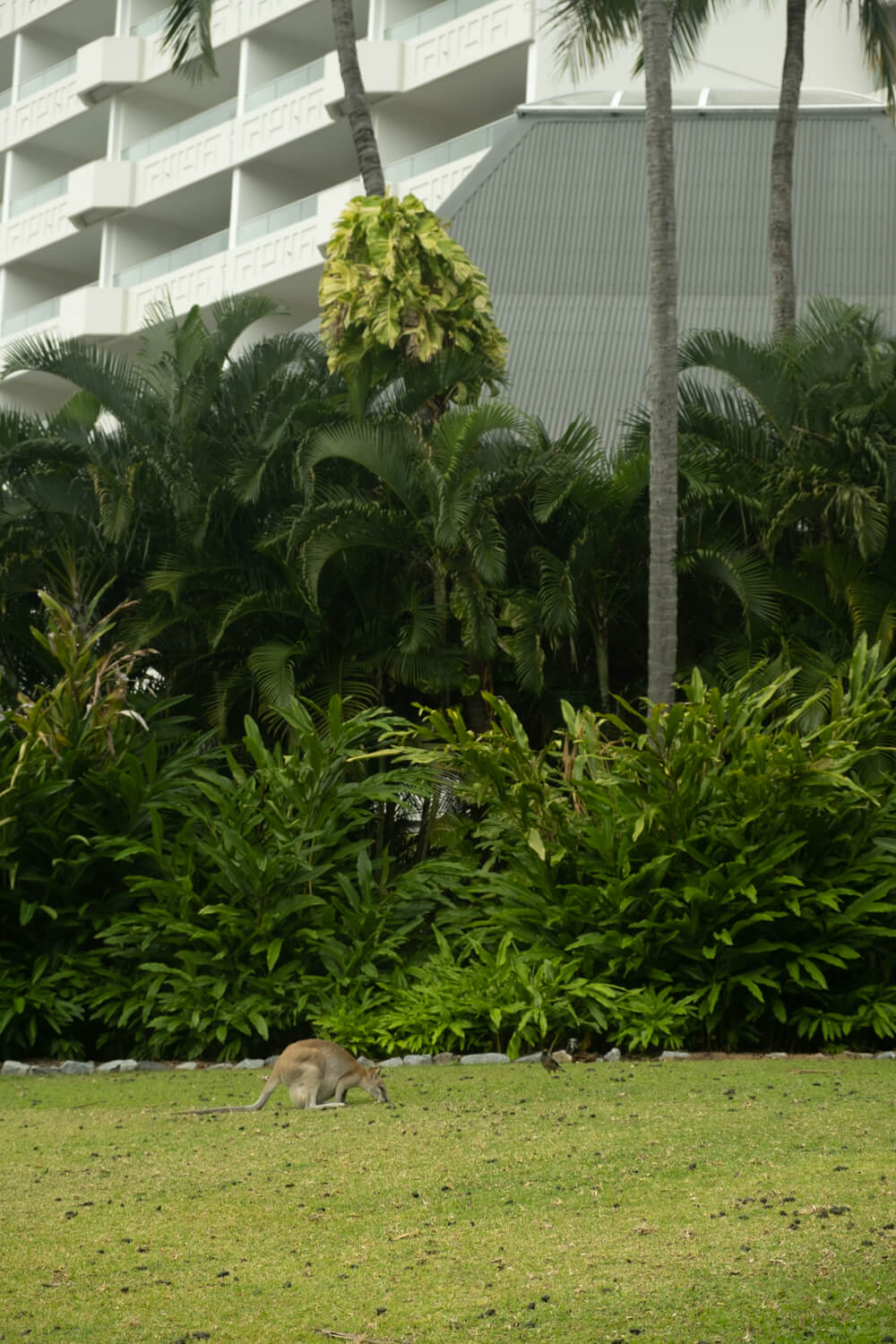 free things to do in hamilton island